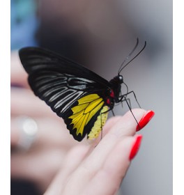 Бабочка Красавица