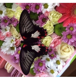 Набор Бабочка, цветы и макаруны