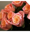 Букет Цветочная капель из 21 розы Мисс Пигги