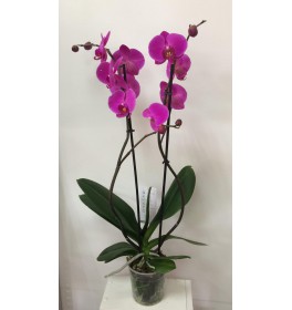 Орхидея Фаленопсис двухствольная 