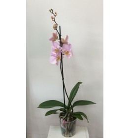 Орхидея Фаленопсис одноствольная