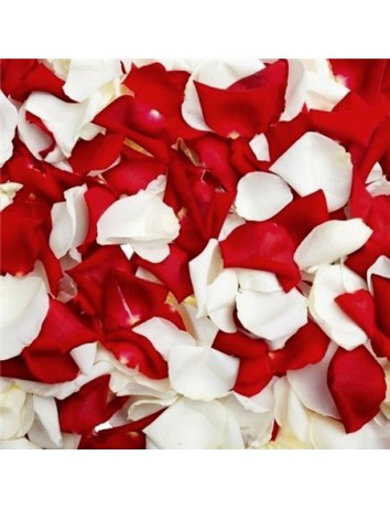 Бело-красные лепестки роз